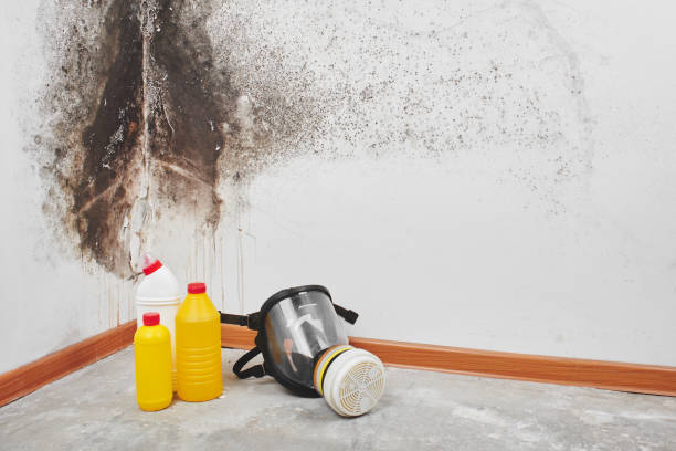Best Certified Mold Removal  in Winchester, CA