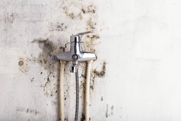 Professional Mold Removal in Winchester, CA