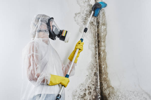 Best Toxic Mold Removal  in Winchester, CA