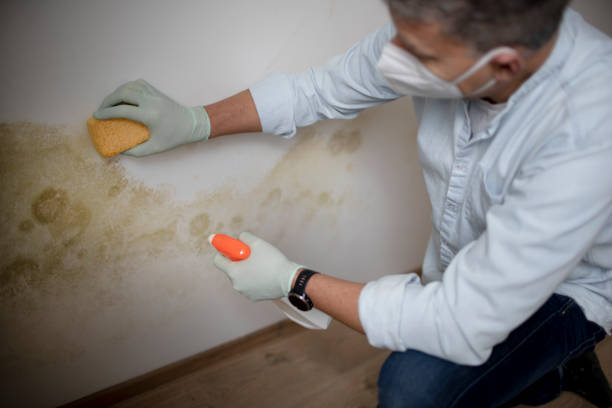 Best Best Mold Removal Companies  in Winchester, CA