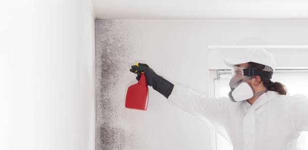 Best Local Mold Removal Service  in Winchester, CA