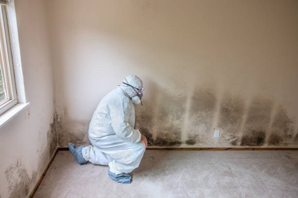 Professional Mold Removal in Winchester, CA