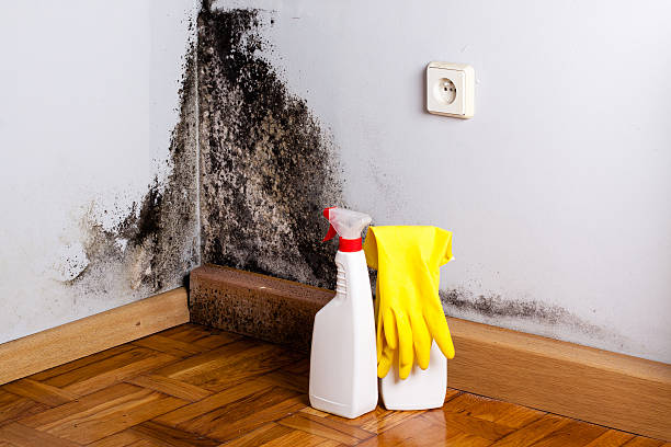 Best Crawl Space Mold Removal  in Winchester, CA