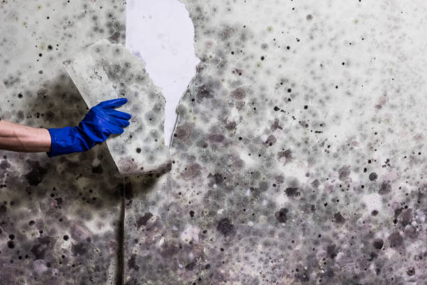 Best Black Mold Removal  in Winchester, CA